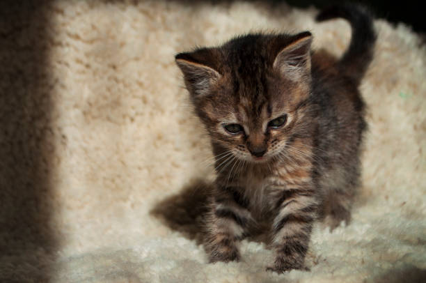 beau chaton tricolore avec les yeux bleus va doucement sur le tapis blanc et regardant vers l’avant. animaux de compagnie dans la maison - moored photos et images de collection