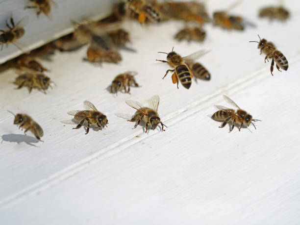 istock close up of bees entering and leaving white beehive with copy space 1218210912