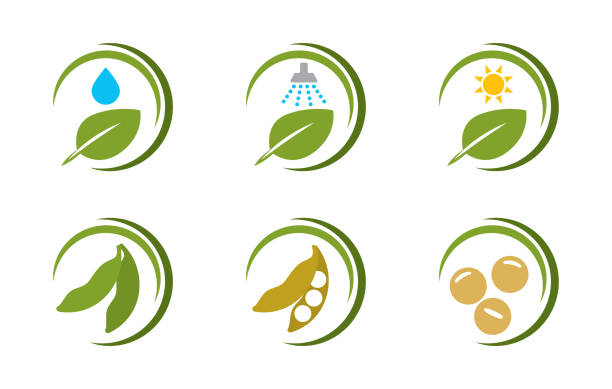 soja ikony wektory - soja stock illustrations
