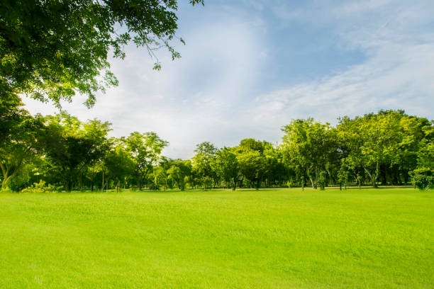 istock Green lawn with big trees and clear bright sky. 1218211037