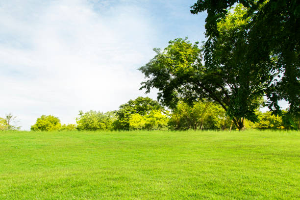 istock Green lawn with big trees and clear bright sky. 1218211040