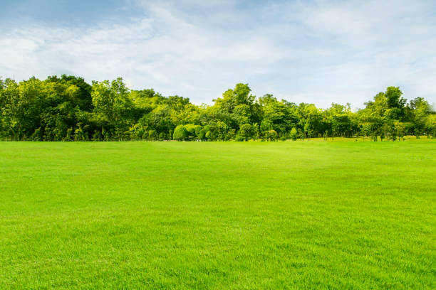istock Trees with large courtyards and green lawns. 1218211048