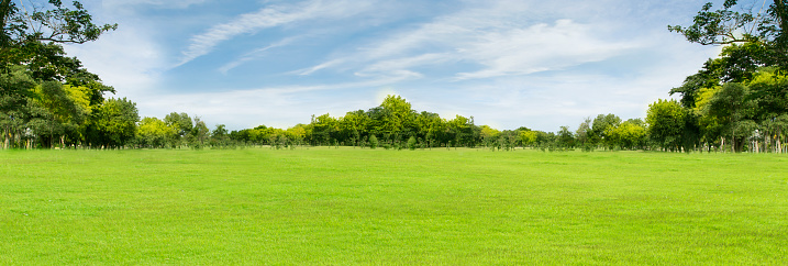 Green lawns with wide terraces tall trees the morning sky is shining.