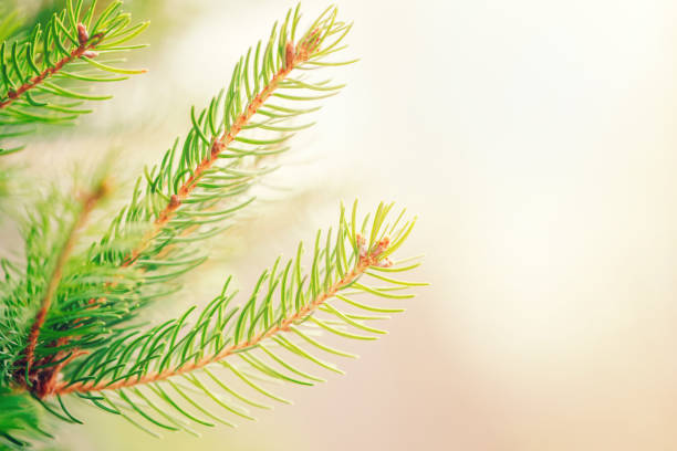 istock Beautiful natural spring tree background. Light green pine tree branches with small buds of brown pine cones. Pale light faded pastel tones. Seasonal forest nature backdrop or wallpaper. 1218211683