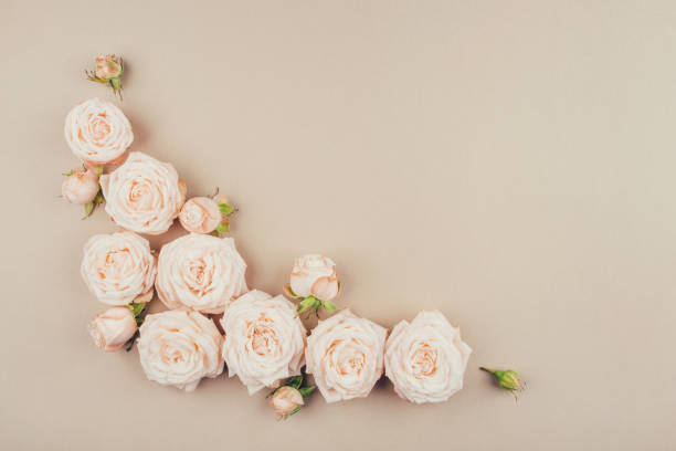 istock Spring background. Rose flowers on a beige background. 1218212031