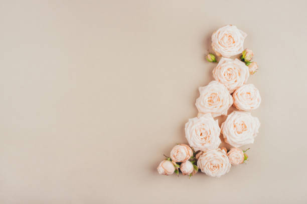 Spring background. Rose flowers on a beige background.