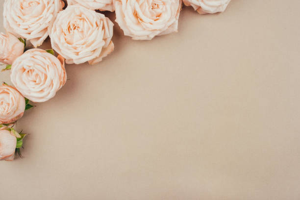 istock Spring background. Rose flowers on a beige background. 1218212035