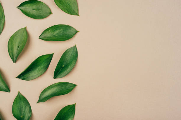 istock Natural background created from fresh green leaves. 1218212039