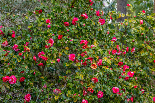 the bush of camellia with red blossoms and dark green leaves in spring. kubota garden, seattle, wa, usa - oriental poppy poppy close up purple imagens e fotografias de stock