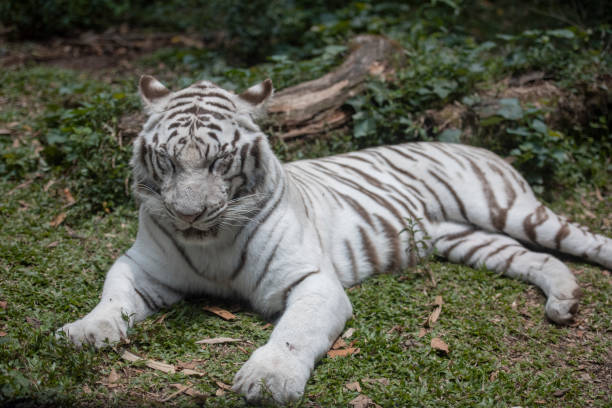 istock a white tiger is resting - harimau putih 1218212933