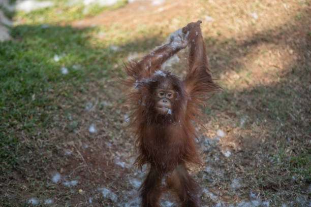 istock Orangutan children are playing alone 1218216604