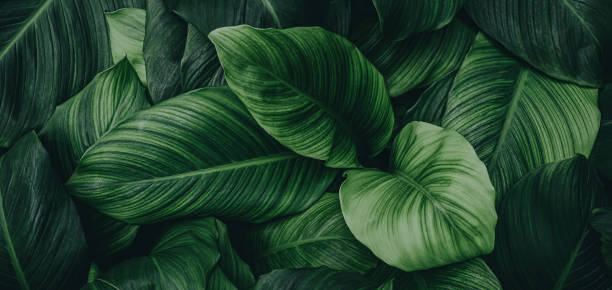 istock green leaves for background and wallpaper 1218217661