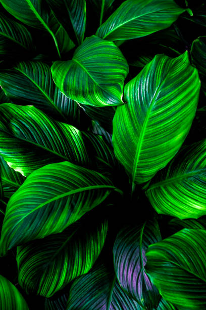 istock green leaves for background and wallpaper 1218217810