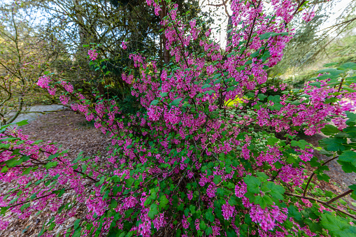 The flowering currant, redflower currant, or red-flowering currant in spring. Kubota Garden, Seattle, WA, USA