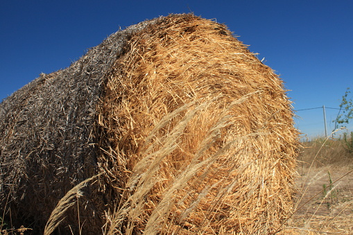 HAY, DRY STRAW ROLLED UP ON ITS SIDE, ON THE DRY GRASS OF THE FIELD, WITH THE CLEAR BLUE FIELD SKY