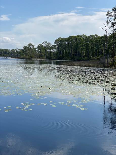 istock Grayton Beach, Florida Lake 1218219944