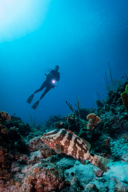 istock Nassau grouper (Epinephelus striatus) and diver 1218220974