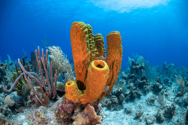 istock Caribbean coral reef 1218221634