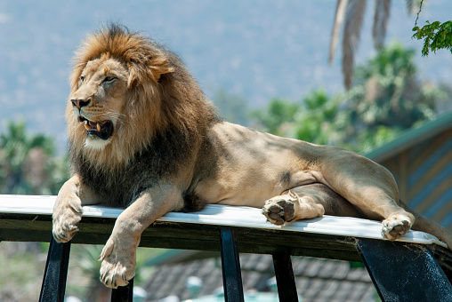 African lion laying on top of an automobile in a wild animal park setting.  Closeup.  Mouth open with teeth showing.