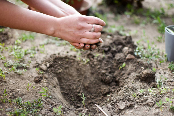 istock Woman planting spring flowers in backyard 1218223347