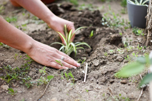 istock Woman planting spring flowers in backyard 1218223696