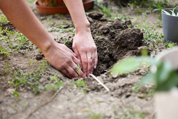 istock Woman planting spring flowers in backyard 1218223984