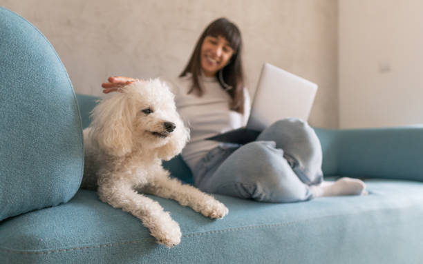 istock Conference call studying from home with pet 1218224051