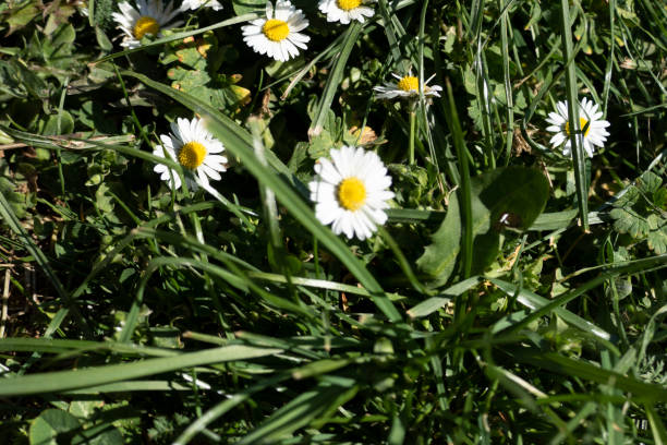 istock a daisy flower in the garden 1218224903