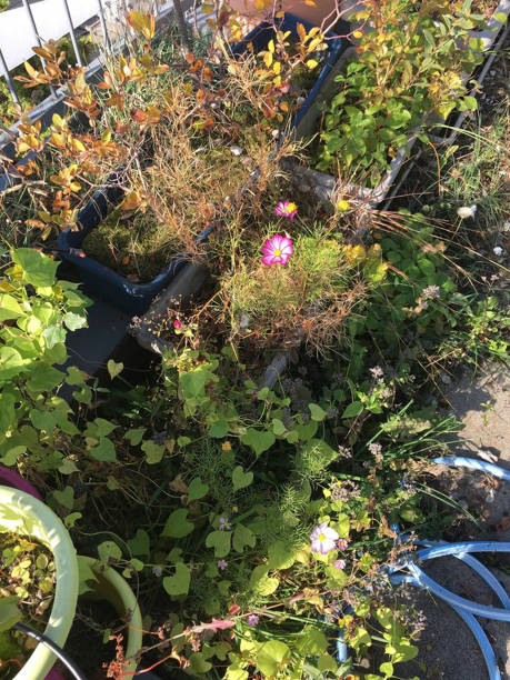 istock herbs and flowers in the garden 1218224973