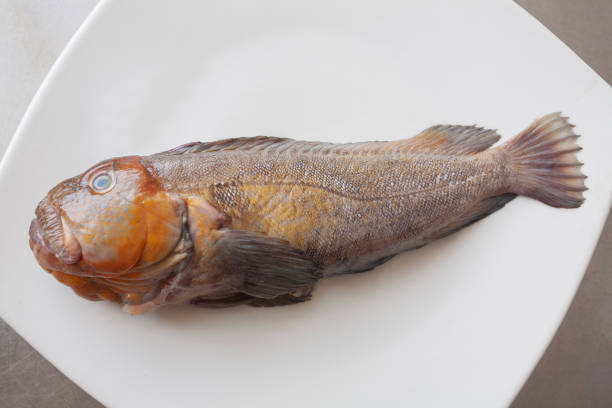 Closeup of a fresh Peruvian blenny (tramboyo), served on a white plate