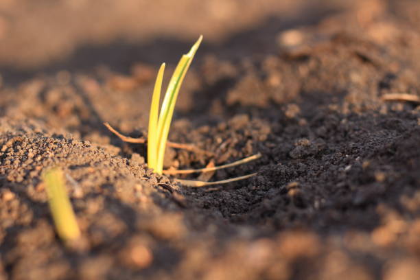 istock garlic  seedling grow in the vegetables garden 1218226416