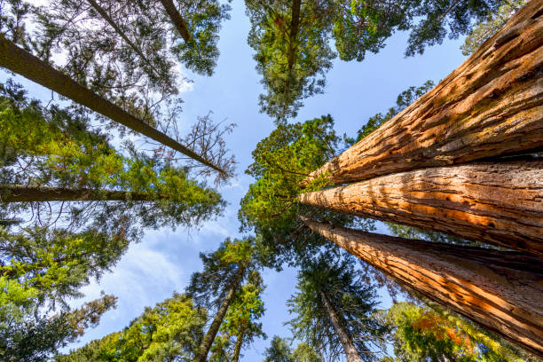 レッドウッド フォレスト - forest tree woods redwood national park ストックフォトと画像