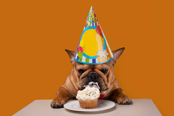 istock french bulldog on a yellow isolated background 1218228938
