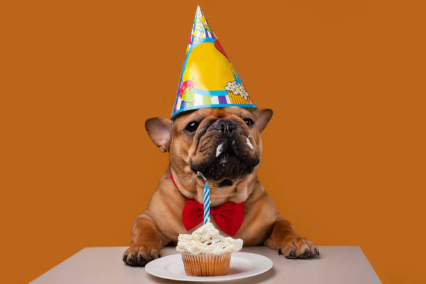 istock french bulldog on a yellow isolated background 1218228941