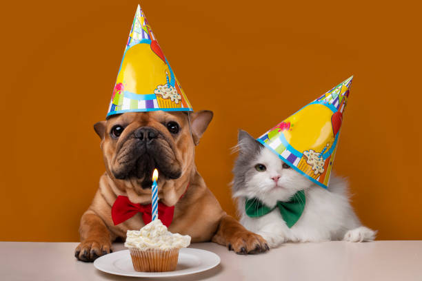 556 Happy Birthday Dog And Cat Stock Photos, Pictures & Royalty-Free Images  - iStock