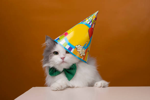 istock fluffy cat on a yellow isolated background. 1218229121