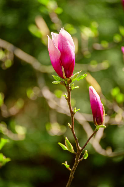 istock Magnolia flower bud 1218231547