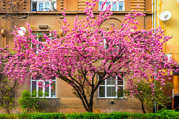 Blossoming pink cherry trees in Uzhhorod, Ukraine