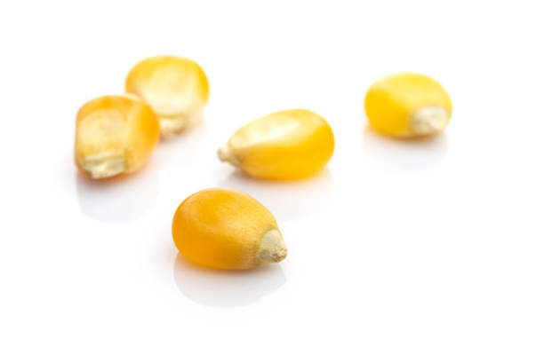 istock Raw Corn Seeds or Corn kernels isolated on white. Yellow Sweet grain popcorn - agriculture background. Detailed macro photo. 1218231910