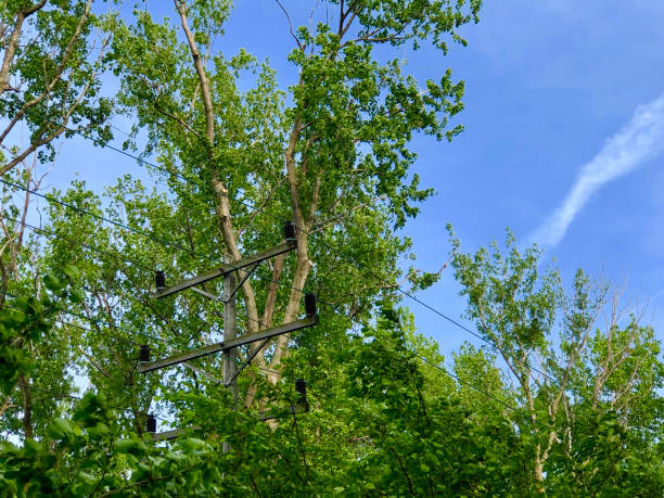istock Telephone pole in the woods 1218232053