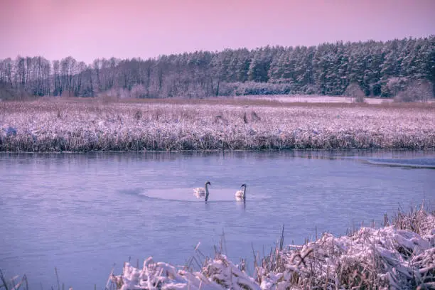 Photo of Couple of swans swim in the frozen lake in winter