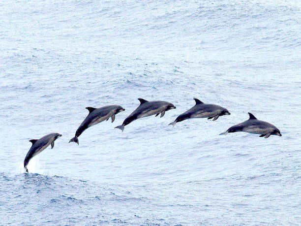 istock An adult Bottle-nosed Dolphin breaching at the ocean surface 1218234346