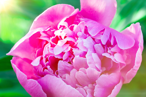 flor de peonía rosa de cerca enfoque selectivo photo