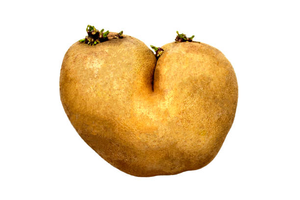 brzydki ziemniak w kształcie serca wyizolowany na białym tle - heart shape raw potato food individuality zdjęcia i obrazy z banku zdjęć
