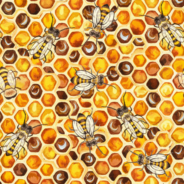 ilustraciones, imágenes clip art, dibujos animados e iconos de stock de ilustración de acuarela - honey hexagon honeycomb spring