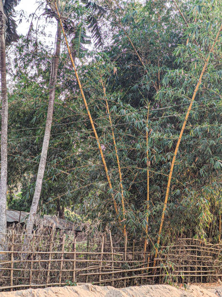 istock Bamboo trees in the rural areas. 1218239283