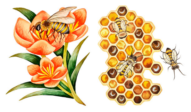 ilustraciones, imágenes clip art, dibujos animados e iconos de stock de ilustración de acuarela - honey hexagon honeycomb spring