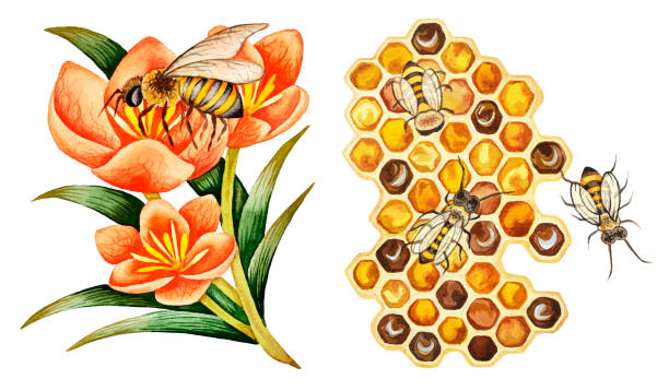수채화 일러스트레이션 - honey hexagon honeycomb spring stock illustrations