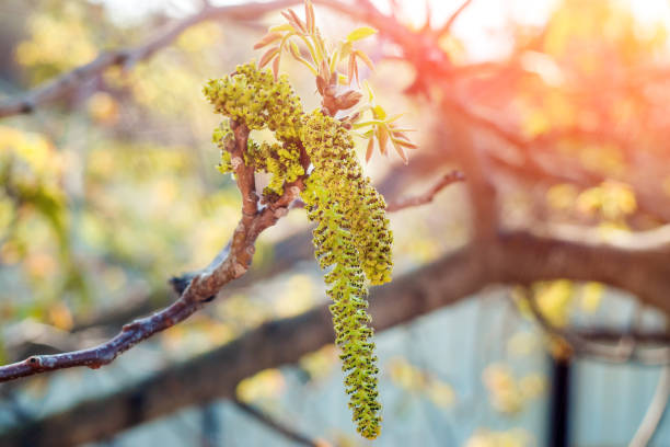 istock Flowers of walnut on tree branch on copy space blurred background. Selective focus. 1218239666