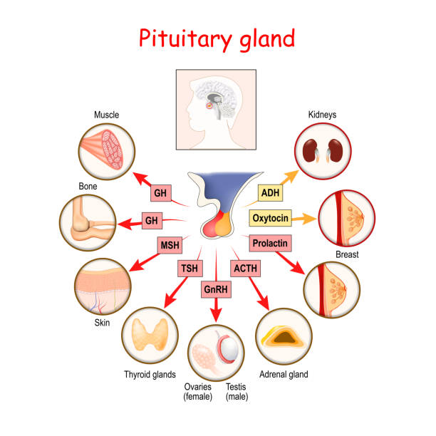 ilustraciones, imágenes clip art, dibujos animados e iconos de stock de hormonas de la glándula pituitaria - follicle stimulating hormone